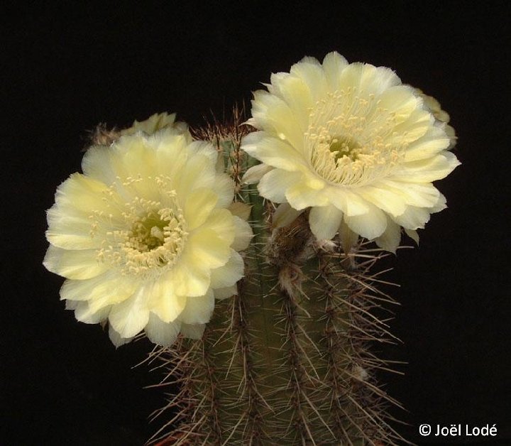 Lobivia callochrysea (non aurea var.) JLcoll.2354